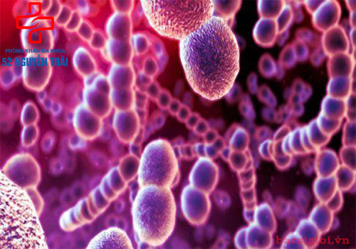 Vi khuẩn giang mai là gì