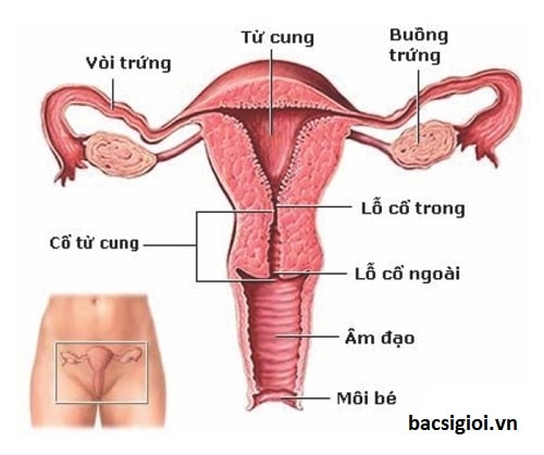 Hình ảnh ung thư cổ tử cung giai đoạn 0